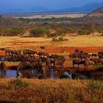 Un viaje salvaje por Tanzania